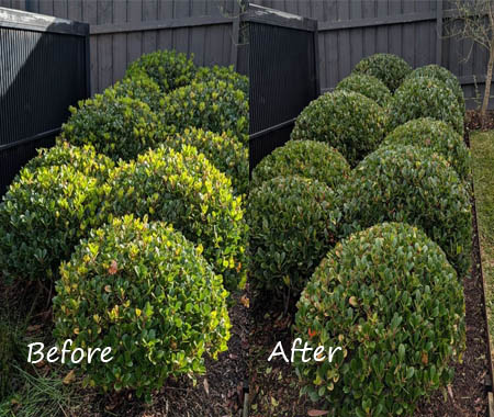 topiary